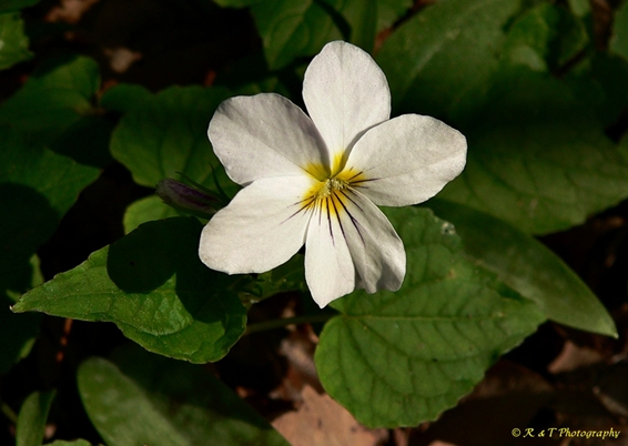 {Viola canadensis}